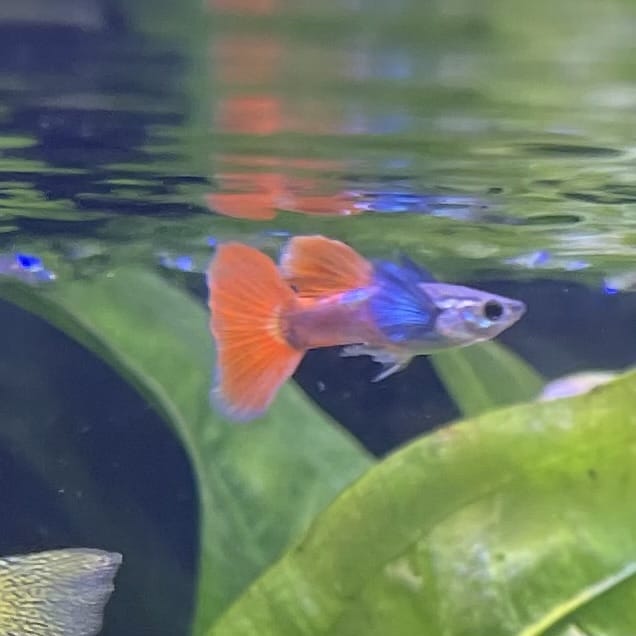the-fish-farm Guppy Violet Red Guppy - Male 3-4cm Buy Violet Red Guppy - Male from The Fish Farm Australia