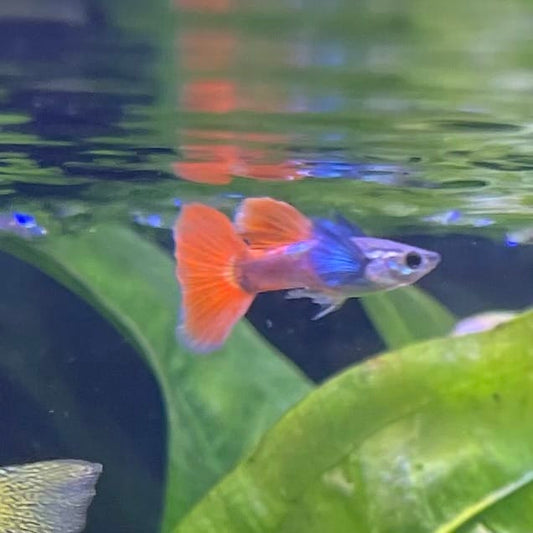 the-fish-farm Guppy Violet Red Guppy - Male 3-4cm Buy Violet Red Guppy - Male from The Fish Farm Australia