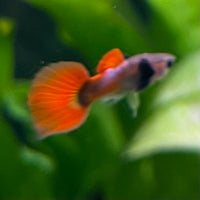 the-fish-farm Guppy Violet Red Guppy - Male 3-4cm Buy Violet Red Guppy - Male from The Fish Farm Australia