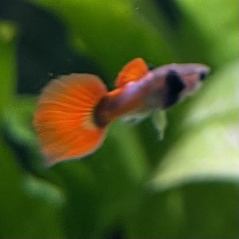 the-fish-farm Guppy Violet Red Guppy - Male 3-4cm Buy Violet Red Guppy - Male from The Fish Farm Australia