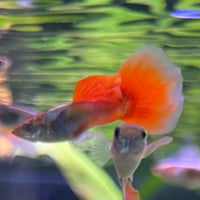 the-fish-farm Guppy Violet Red Guppy - Male 3-4cm Buy Violet Red Guppy - Male from The Fish Farm Australia