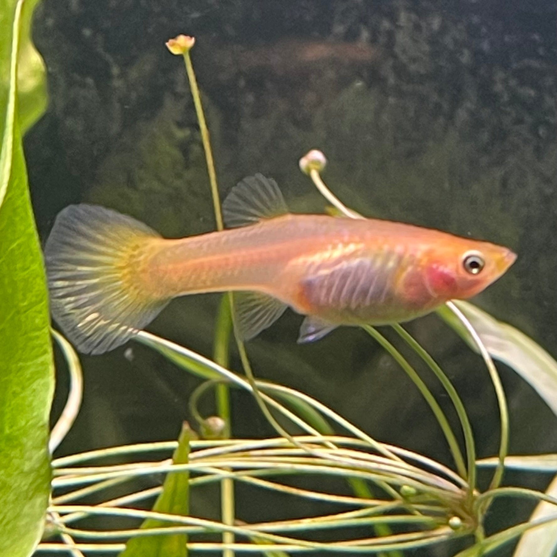 the-fish-farm Guppy Yellow Cobra Guppy - Female 3-4cm Buy Female Yellow Cobra Guppy shipped direct from The Fish Farm Australia