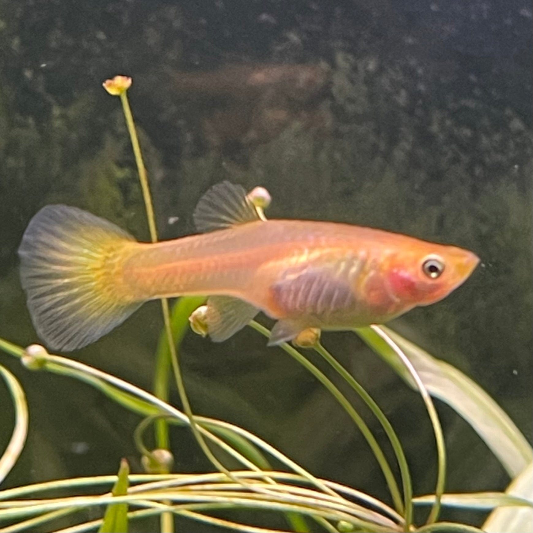 the-fish-farm Guppy Yellow Cobra Guppy - Female 3-4cm Buy Female Yellow Cobra Guppy shipped direct from The Fish Farm Australia