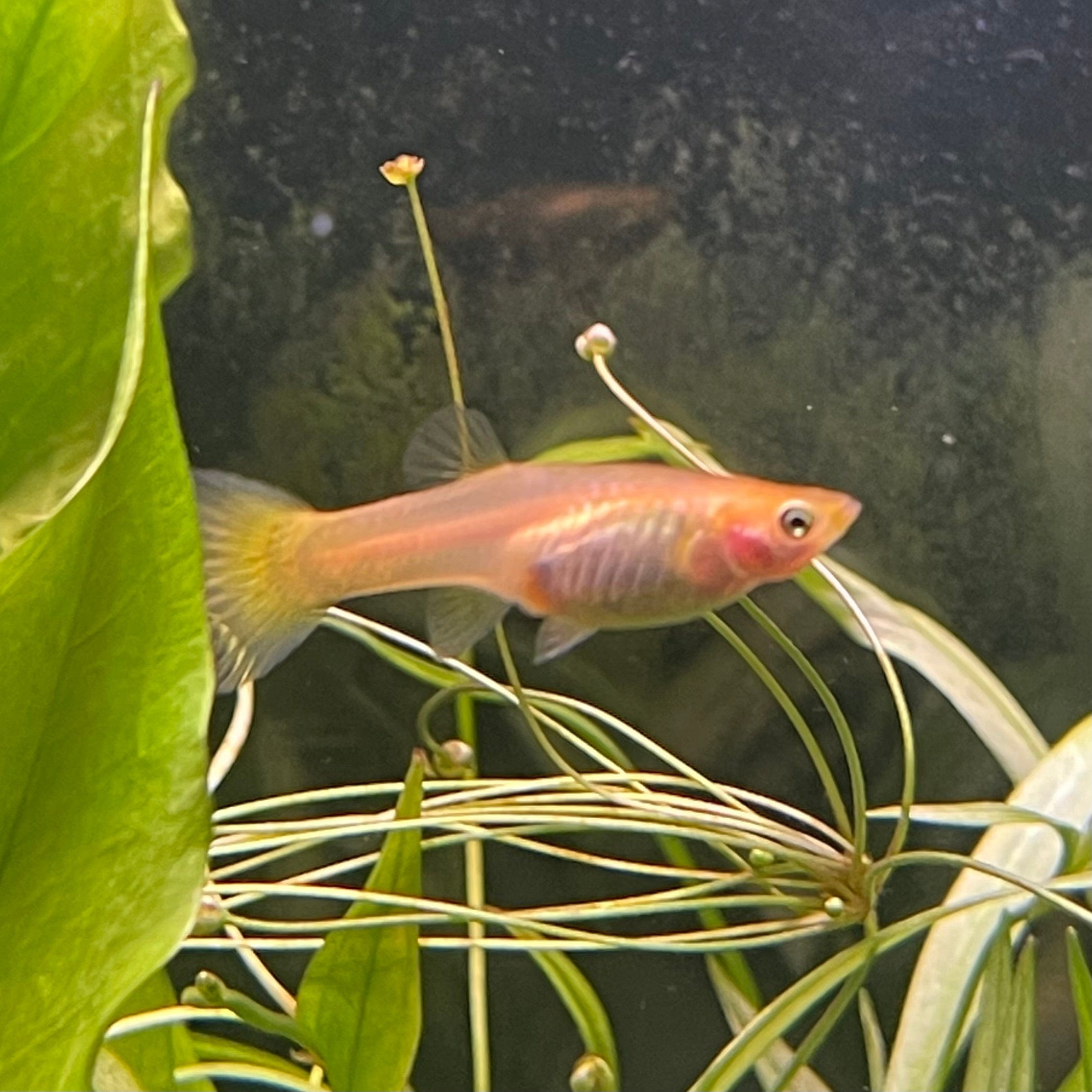 the-fish-farm Guppy Yellow Cobra Guppy - Female 3-4cm Buy Female Yellow Cobra Guppy shipped direct from The Fish Farm Australia