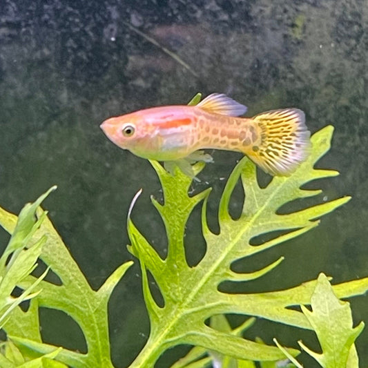 the-fish-farm Guppy Yellow Cobra Guppy - Male 3-4cm Buy Male Yellow Cobra Guppy shipped direct from The Fish Farm Australia