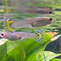 the-fish-farm Guppy Yellow Mosiac Guppy - Female 3-4cm Buy Yellow Mosiac Guppy Female direct from The Fish Farm