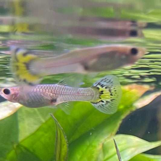 the-fish-farm Guppy Yellow Mosiac Guppy - Female 3-4cm Buy Yellow Mosiac Guppy Female direct from The Fish Farm