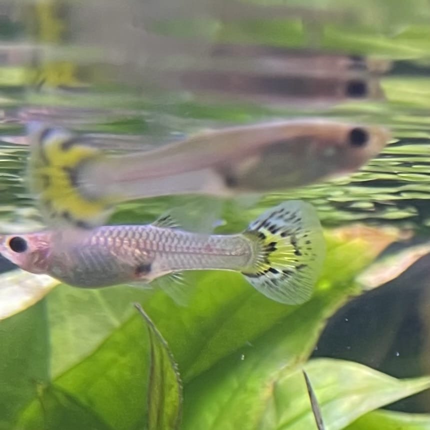 the-fish-farm Guppy Yellow Mosiac Guppy - Female 3-4cm Buy Yellow Mosiac Guppy Female direct from The Fish Farm