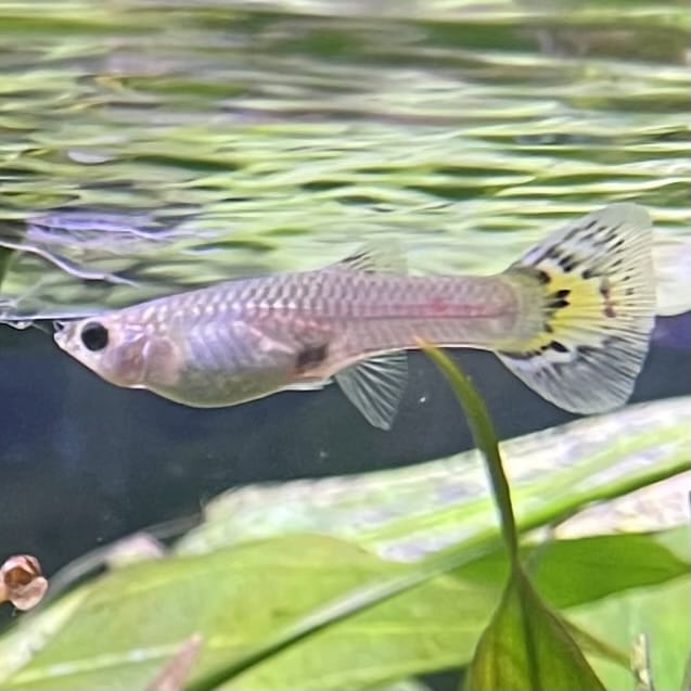 the-fish-farm Guppy Yellow Mosiac Guppy - Female 3-4cm Buy Yellow Mosiac Guppy Female direct from The Fish Farm