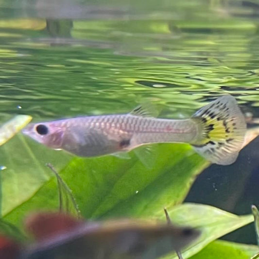 the-fish-farm Guppy Yellow Mosiac Guppy - Female 3-4cm Buy Yellow Mosiac Guppy Female direct from The Fish Farm