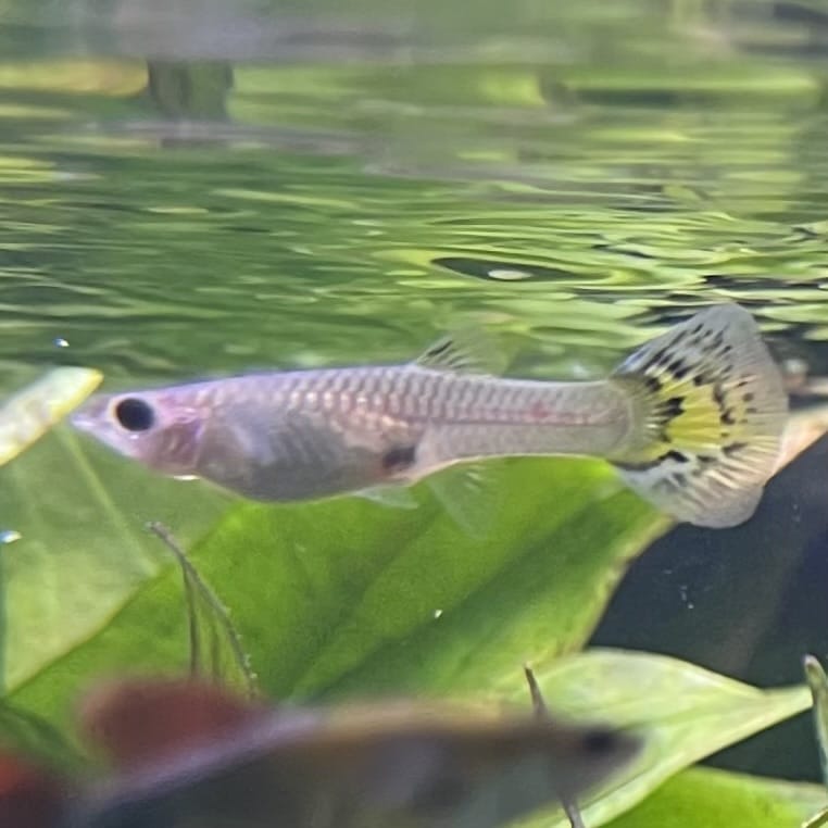 the-fish-farm Guppy Yellow Mosiac Guppy - Female 3-4cm Buy Yellow Mosiac Guppy Female direct from The Fish Farm