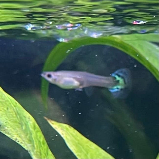 the-fish-farm Guppy Yellow Mosiac Guppy - Female 3-4cm Buy Yellow Mosiac Guppy Female direct from The Fish Farm