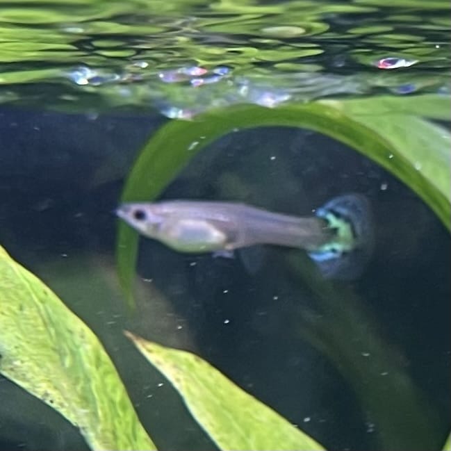 the-fish-farm Guppy Yellow Mosiac Guppy - Female 3-4cm Buy Yellow Mosiac Guppy Female direct from The Fish Farm