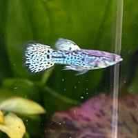 the-fish-farm Guppy Yellow Tiger King Cobra Guppy - Male 3-4cm Buy Male Yellow Tiger King Cobra Guppy from The Fish Farm Australia