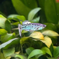 the-fish-farm Guppy Yellow Tiger King Cobra Guppy - Male 3-4cm Buy Male Yellow Tiger King Cobra Guppy from The Fish Farm Australia