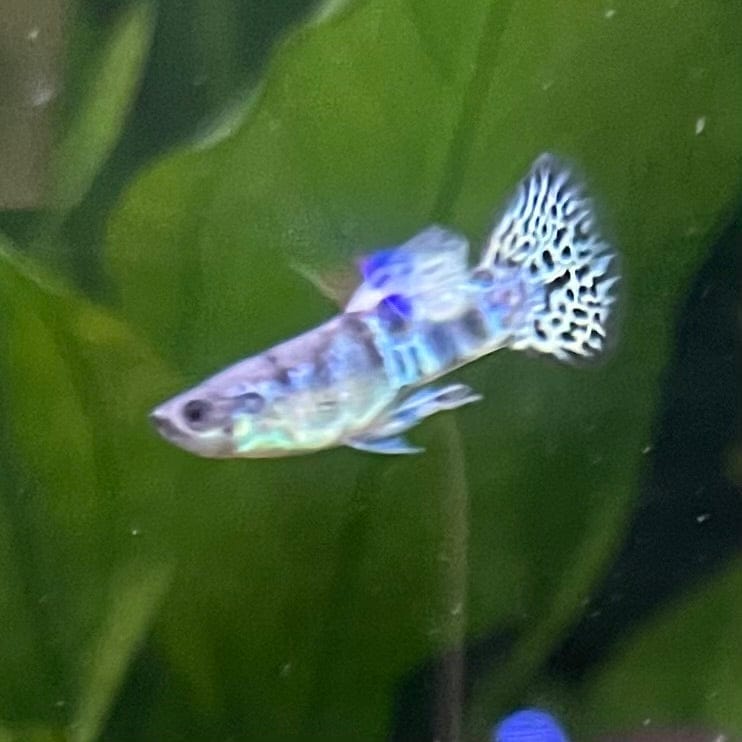 the-fish-farm Guppy Yellow Tiger King Cobra Guppy - Male 3-4cm Buy Male Yellow Tiger King Cobra Guppy from The Fish Farm Australia