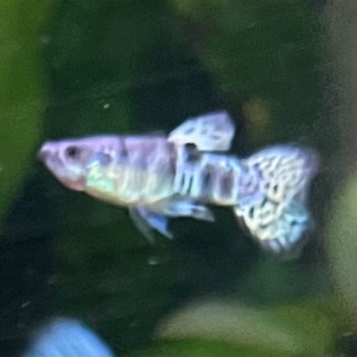 the-fish-farm Guppy Yellow Tiger King Cobra Guppy - Male 3-4cm Buy Male Yellow Tiger King Cobra Guppy from The Fish Farm Australia