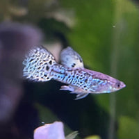 the-fish-farm Guppy Yellow Tiger King Cobra Guppy - Male 3-4cm Buy Male Yellow Tiger King Cobra Guppy from The Fish Farm Australia