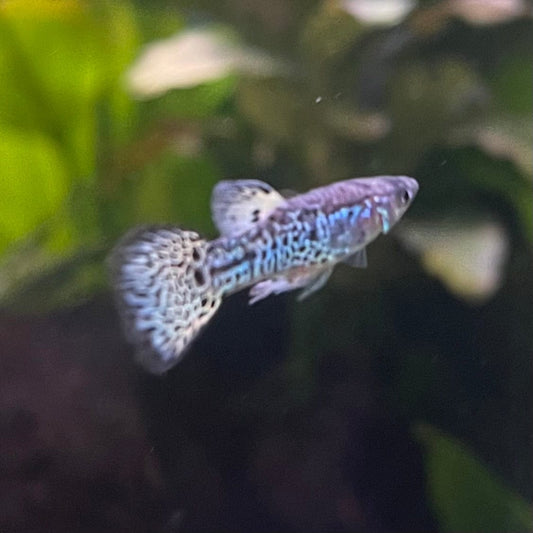 the-fish-farm Guppy Yellow Tiger King Cobra Guppy - Male 3-4cm Buy Male Yellow Tiger King Cobra Guppy from The Fish Farm Australia