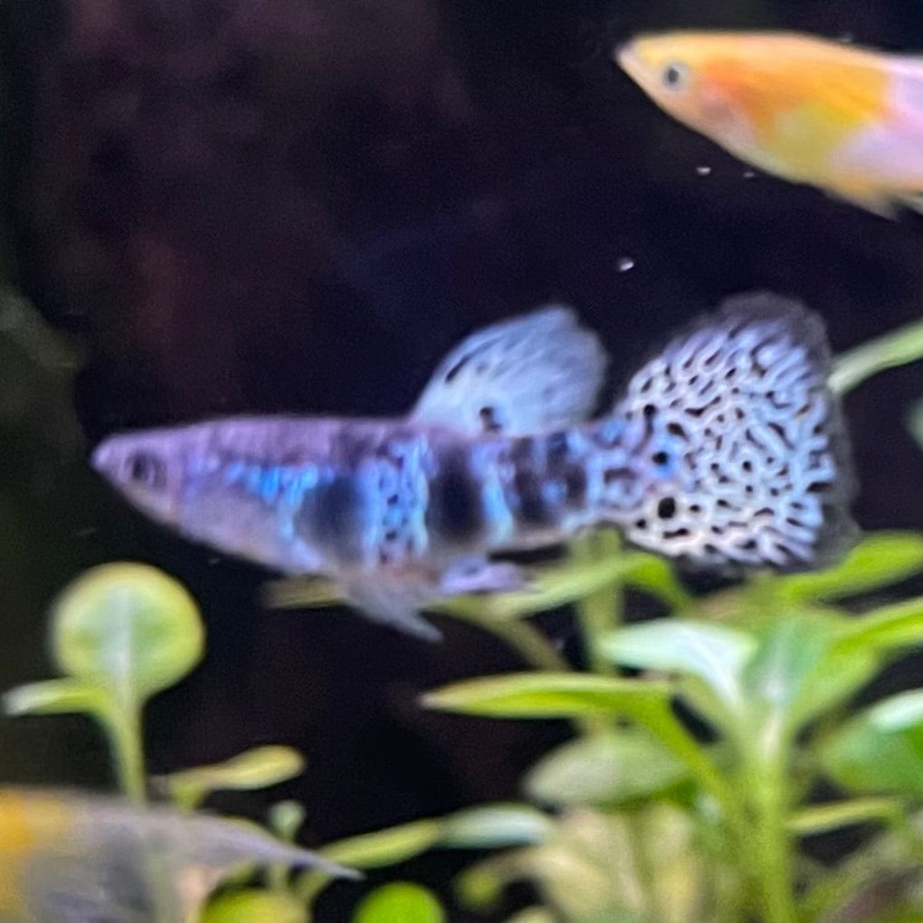 the-fish-farm Guppy Yellow Tiger King Cobra Guppy - Male 3-4cm Buy Male Yellow Tiger King Cobra Guppy from The Fish Farm Australia