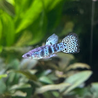 the-fish-farm Guppy Yellow Tiger King Cobra Guppy - Male 3-4cm Buy Male Yellow Tiger King Cobra Guppy from The Fish Farm Australia