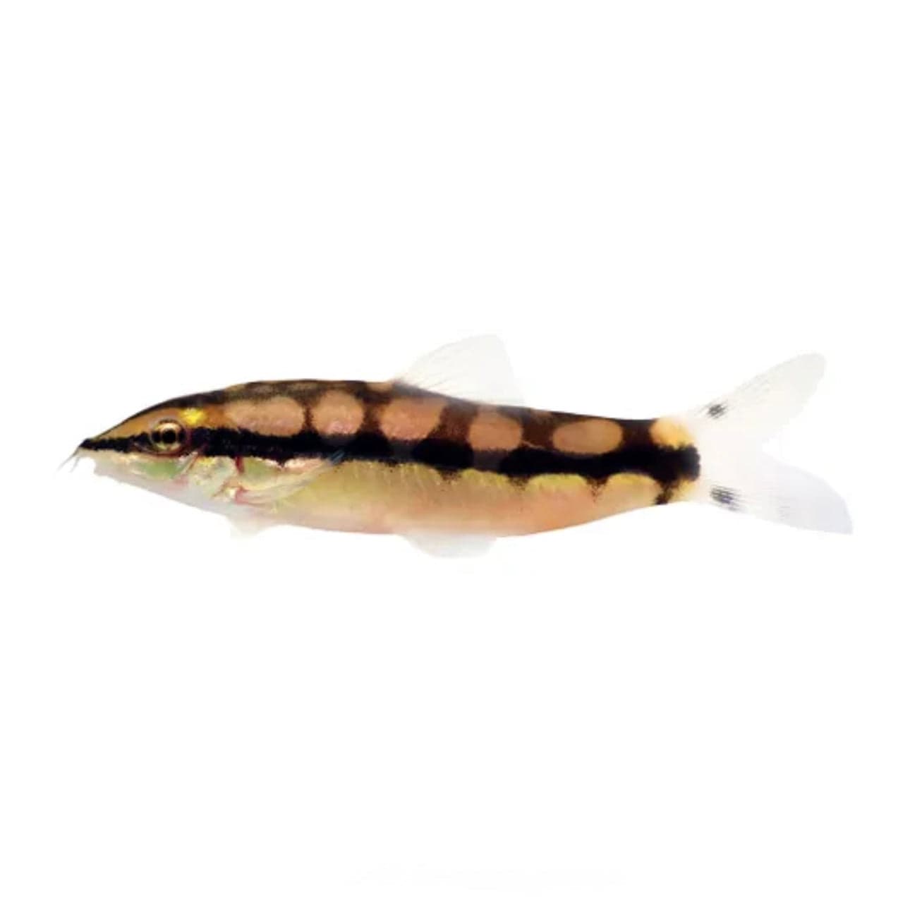 the-fish-farm Loach Sidthimunki Loach 4-5cm Buy Sidthimunki Loach - The Fish Farm