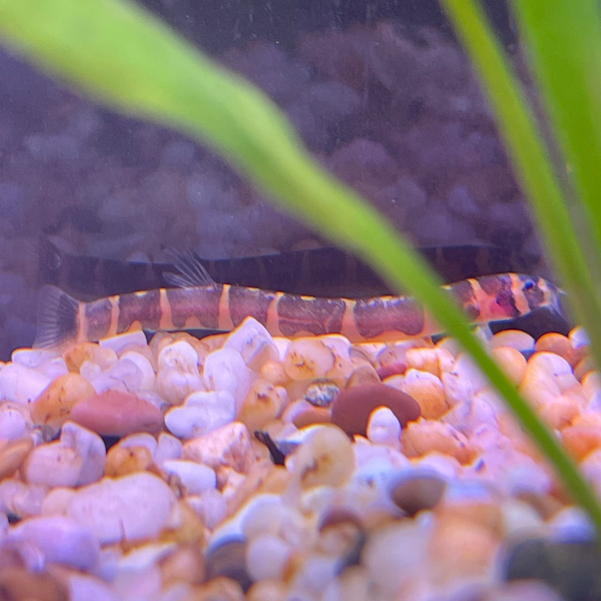 the-fish-farm Loach Striped Kuhli Loach Striped Kuhli Loach - The Fish Farm