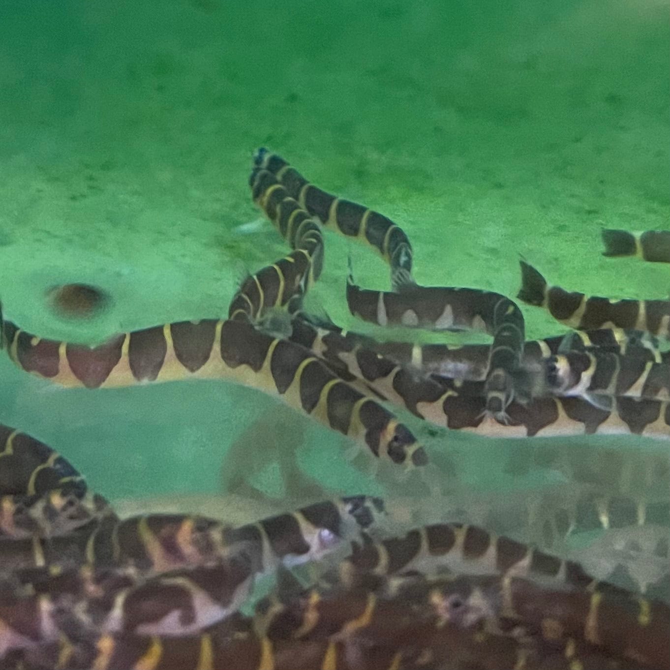 the-fish-farm Loach Striped Kuhli Loach Striped Kuhli Loach - The Fish Farm