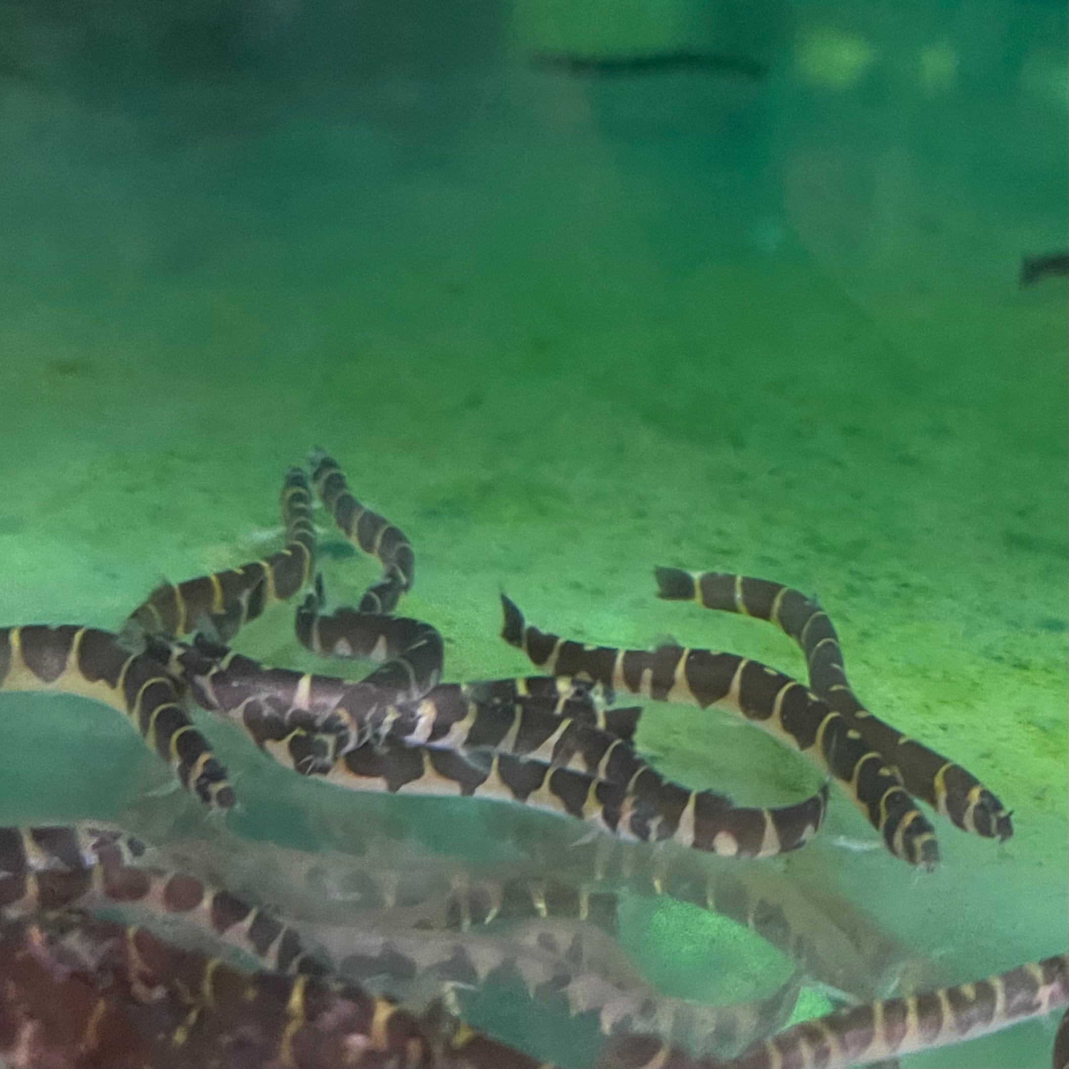 the-fish-farm Loach Striped Kuhli Loach Striped Kuhli Loach - The Fish Farm