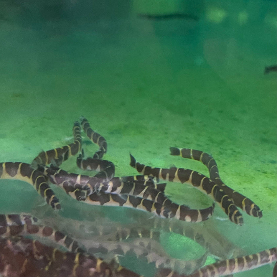 LOACHES - The Fish Farm - Australia