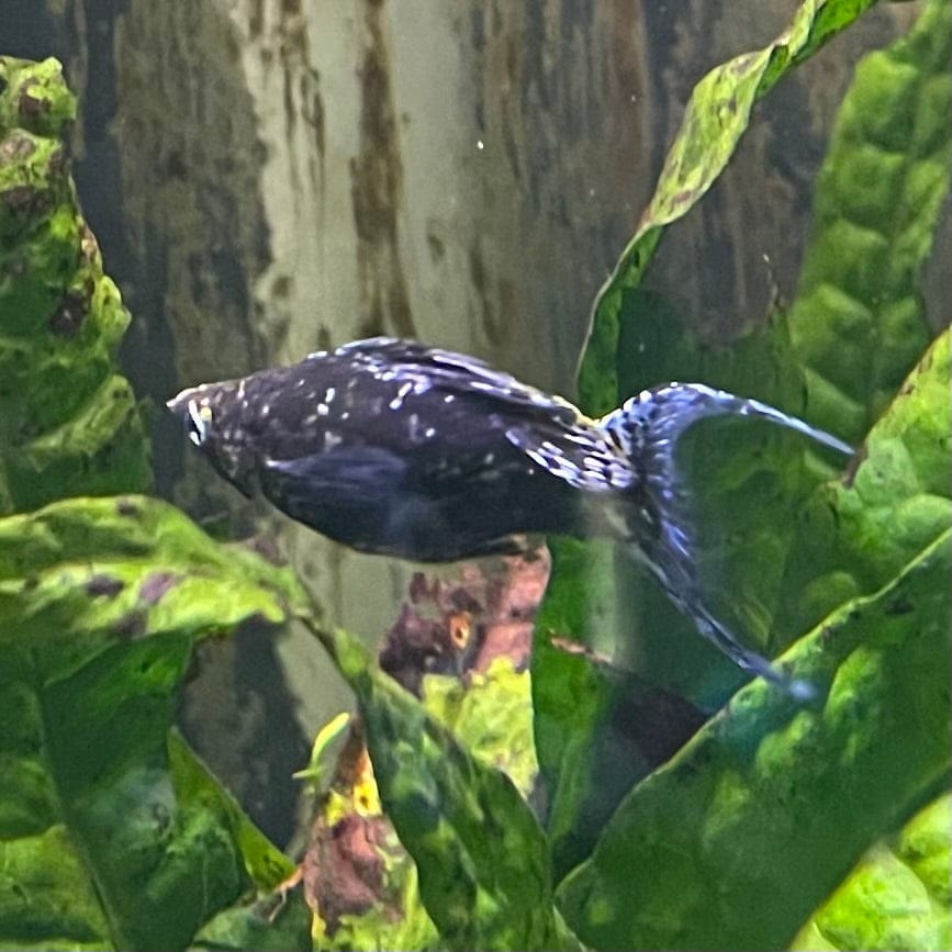the-fish-farm Lyretail Molly Lyretail Molly - Marble Buy Lyretail Mollies from The Fish Farm Australia