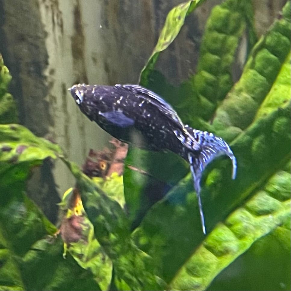 the-fish-farm Lyretail Molly Lyretail Molly - Marble Buy Lyretail Mollies from The Fish Farm Australia