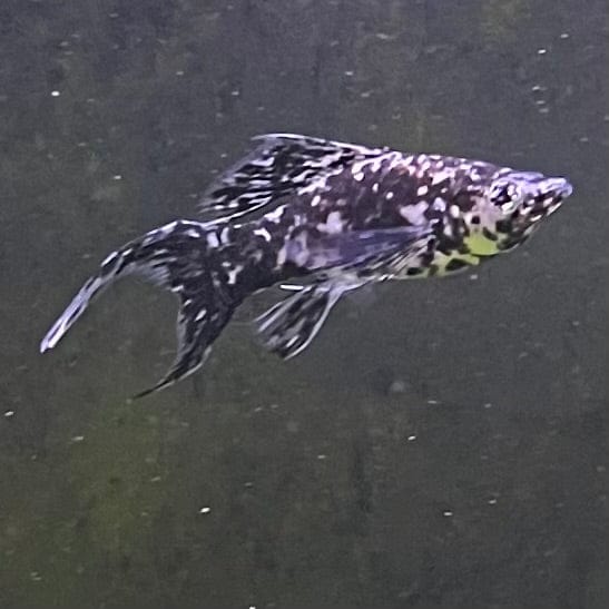 the-fish-farm Lyretail Molly Lyretail Molly - Marble Buy Lyretail Mollies from The Fish Farm Australia