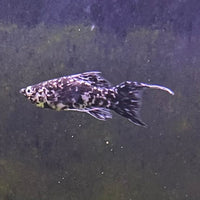 the-fish-farm Lyretail Molly Lyretail Molly - Marble Buy Lyretail Mollies from The Fish Farm Australia