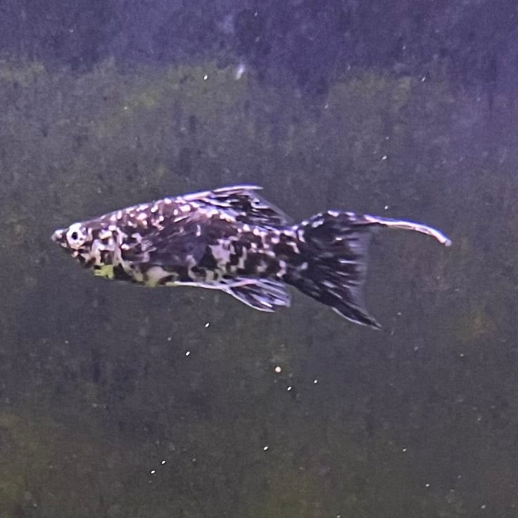 the-fish-farm Lyretail Molly Lyretail Molly - Marble Buy Lyretail Mollies from The Fish Farm Australia