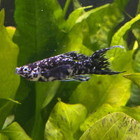 the-fish-farm Lyretail Molly Lyretail Molly - Marble Buy Lyretail Mollies from The Fish Farm Australia