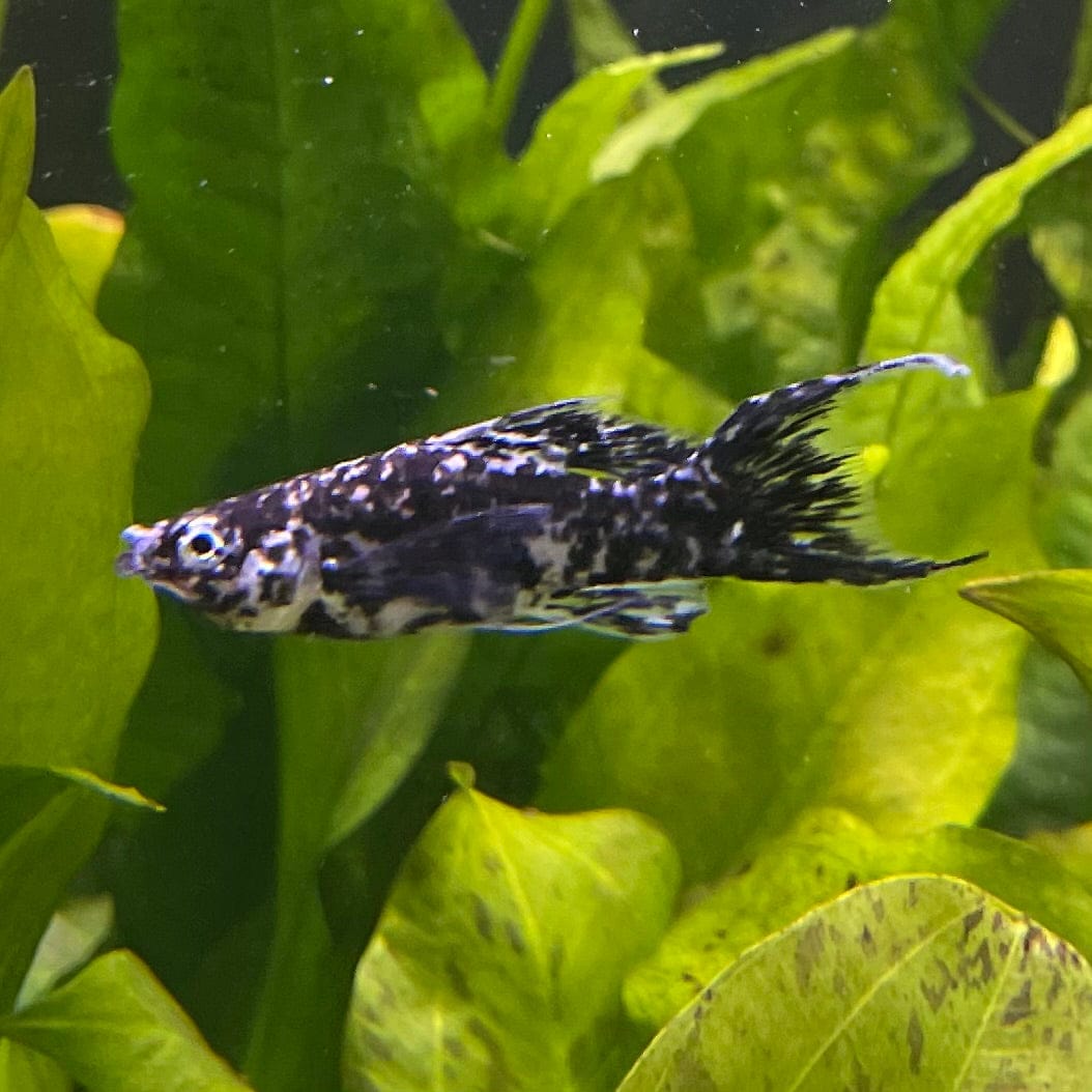 the-fish-farm Lyretail Molly Lyretail Molly - Marble Buy Lyretail Mollies from The Fish Farm Australia