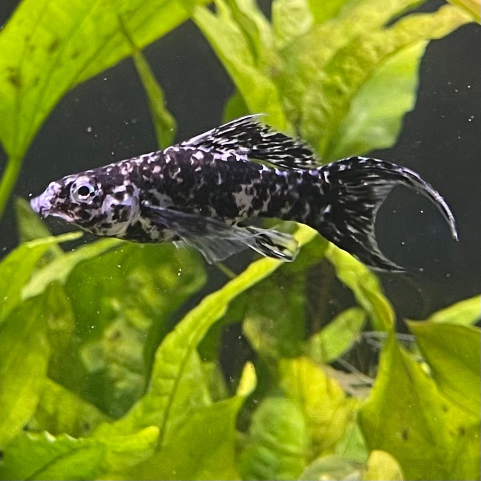 the-fish-farm Lyretail Molly Lyretail Molly - Marble Buy Lyretail Mollies from The Fish Farm Australia