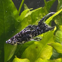 the-fish-farm Lyretail Molly Lyretail Molly - Marble Buy Lyretail Mollies from The Fish Farm Australia
