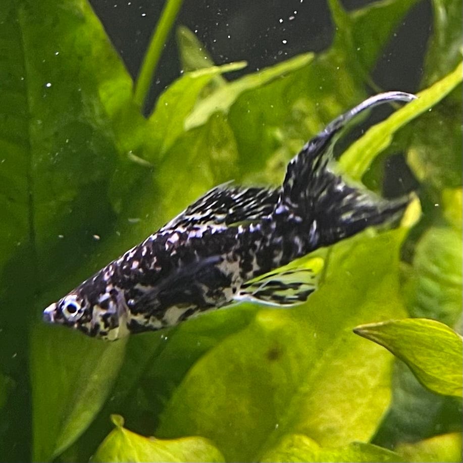 the-fish-farm Lyretail Molly Lyretail Molly - Marble Buy Lyretail Mollies from The Fish Farm Australia