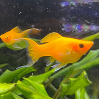 the-fish-farm Lyretail Molly Lyretail Molly - Orange Buy Lyretail Mollies from The Fish Farm Australia