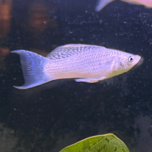 the-fish-farm Lyretail Molly Lyretail Molly - Silver Buy Lyretail Mollies from The Fish Farm Australia