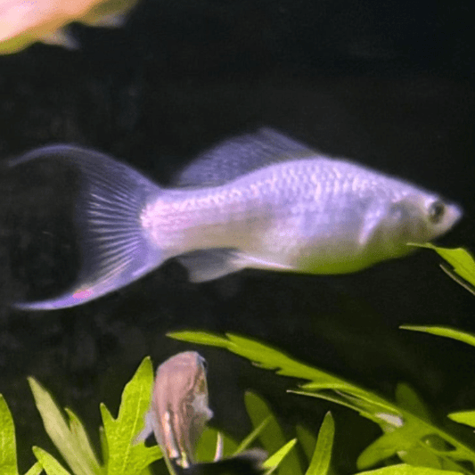 the-fish-farm Lyretail Molly Lyretail Molly - Silver Buy Lyretail Mollies from The Fish Farm Australia