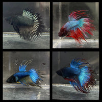 the-fish-farm Male Betta Crowntail Betta - Male Assorted Colour 5-6cm Assorted Colour Male Crowntail Betta (Fighter Fish) - The Fish Farm