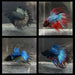 the-fish-farm Male Betta Crowntail Betta - Male Assorted Colour 5-6cm Assorted Colour Male Crowntail Betta (Fighter Fish) - The Fish Farm