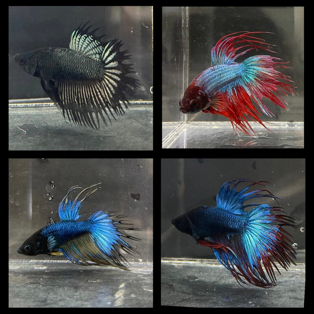 Assorted Colour Male Crowntail Betta (Fighter Fish) The Fish Farm