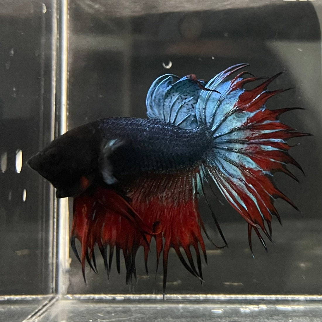 Assorted Colour Male Crowntail Betta (Fighter Fish) - The Fish Farm