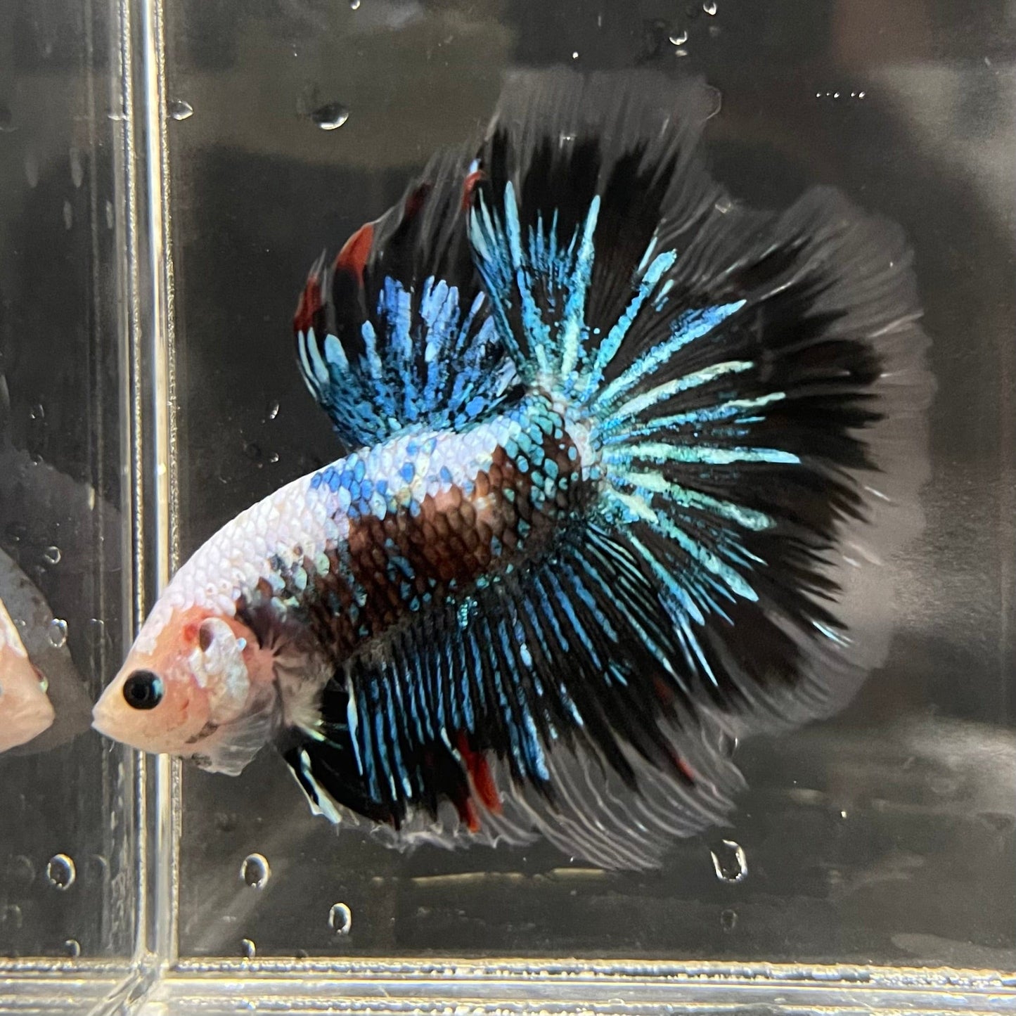 the-fish-farm Male Betta Halfmoon Betta - Male Assorted 5-6cm Assorted Half Moon Male Betta 6cm - The Fish Farm