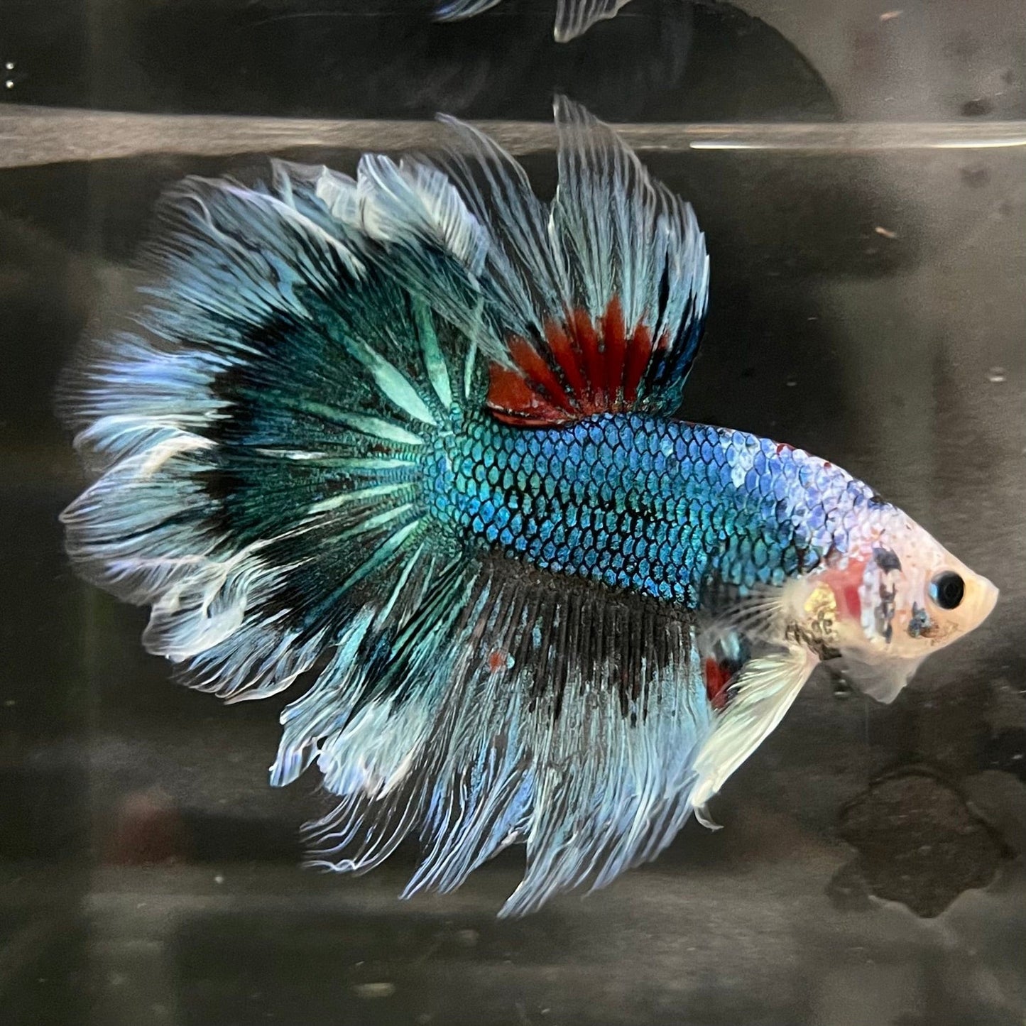 the-fish-farm Male Betta Halfmoon Betta - Male Assorted 5-6cm Assorted Half Moon Male Betta 6cm - The Fish Farm