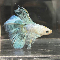 the-fish-farm Male Betta Halfmoon Betta - Male Assorted 5-6cm Assorted Half Moon Male Betta 6cm - The Fish Farm